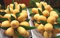 گاندریا (انبه ماریان)